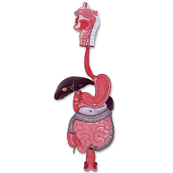 Digestive system