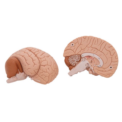 Brain Model