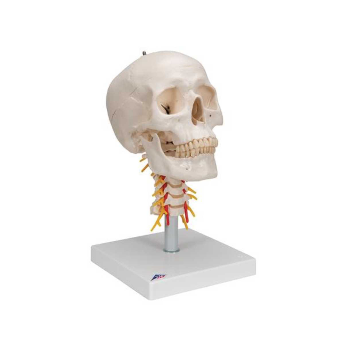 Human Skull Model