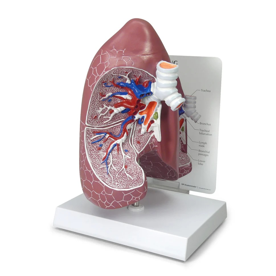 Lungs Model
