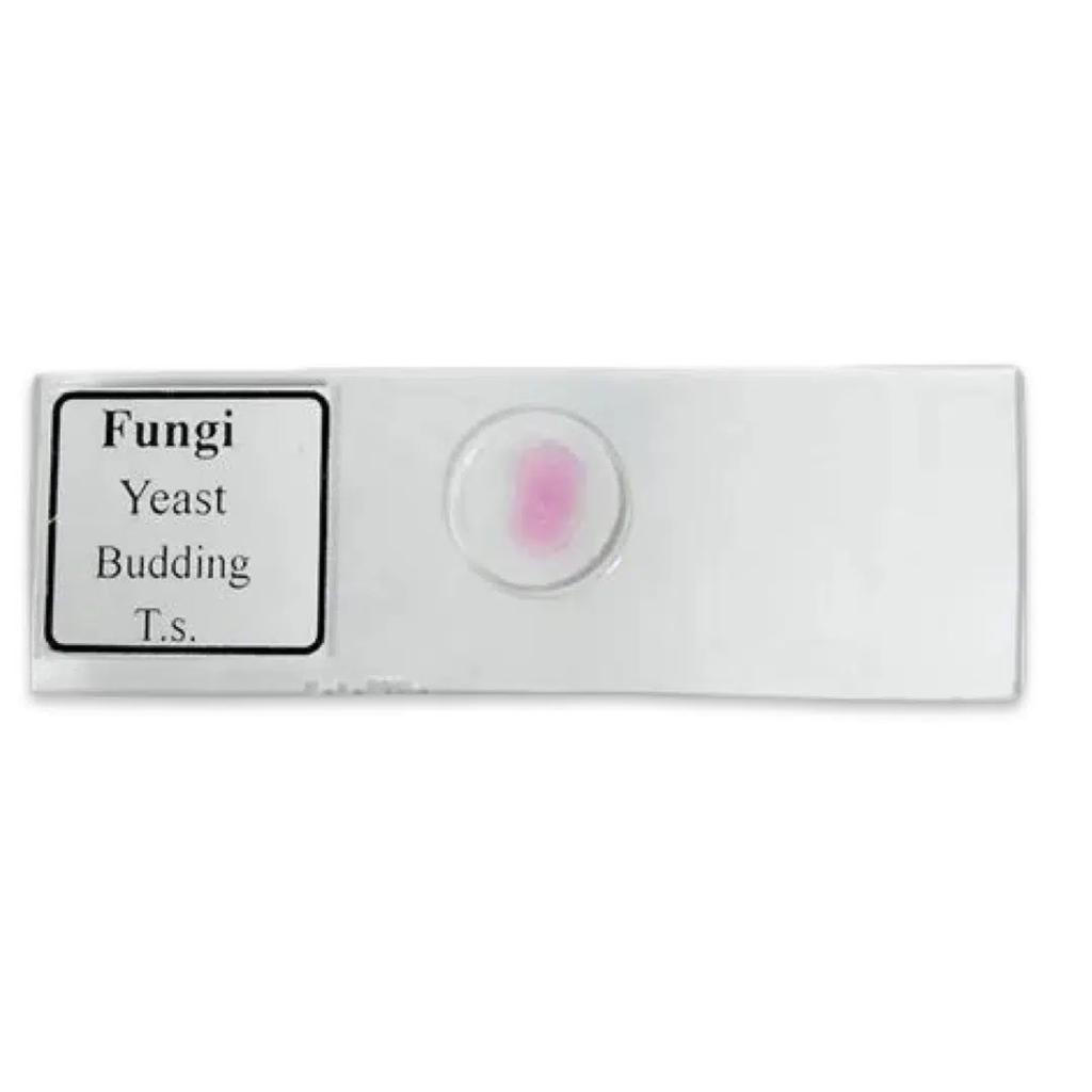 Fungi Yeast Budding Slide