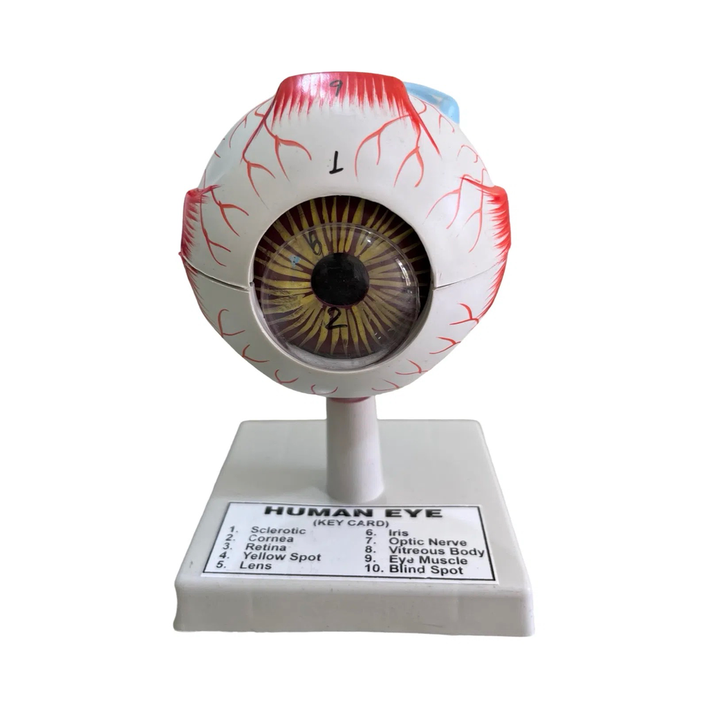 Human Eye