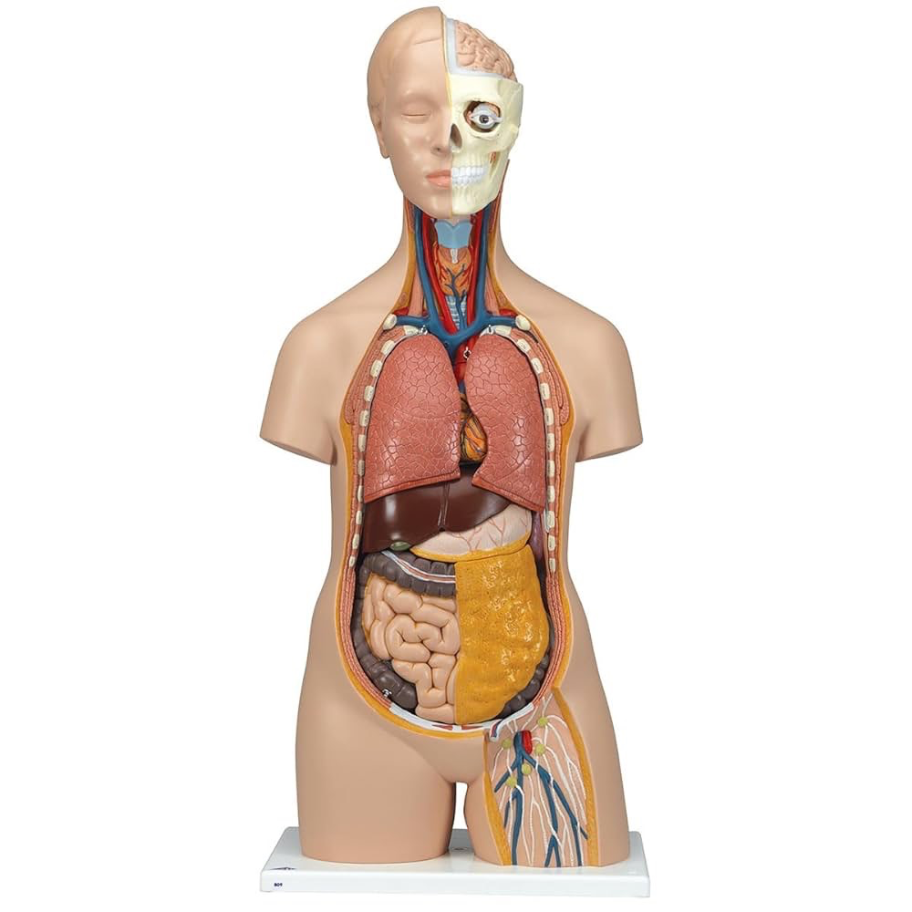Torso
