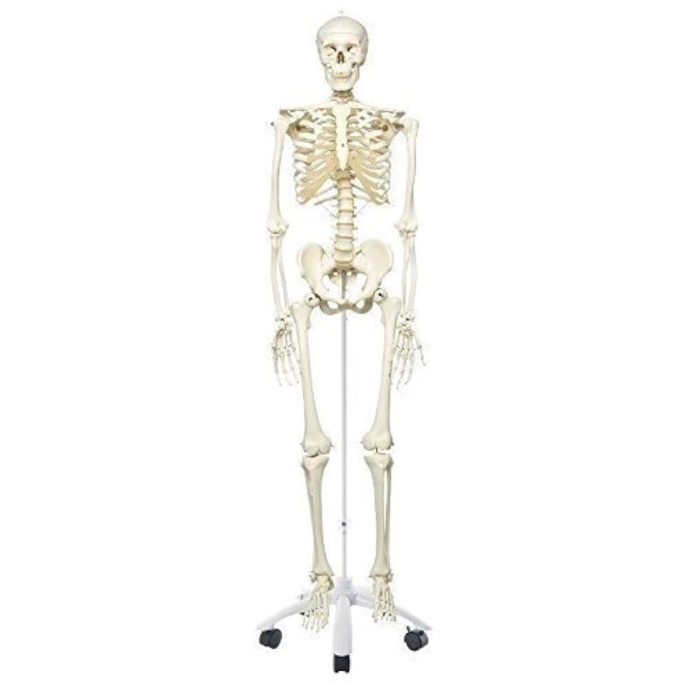 Human skeleton Model