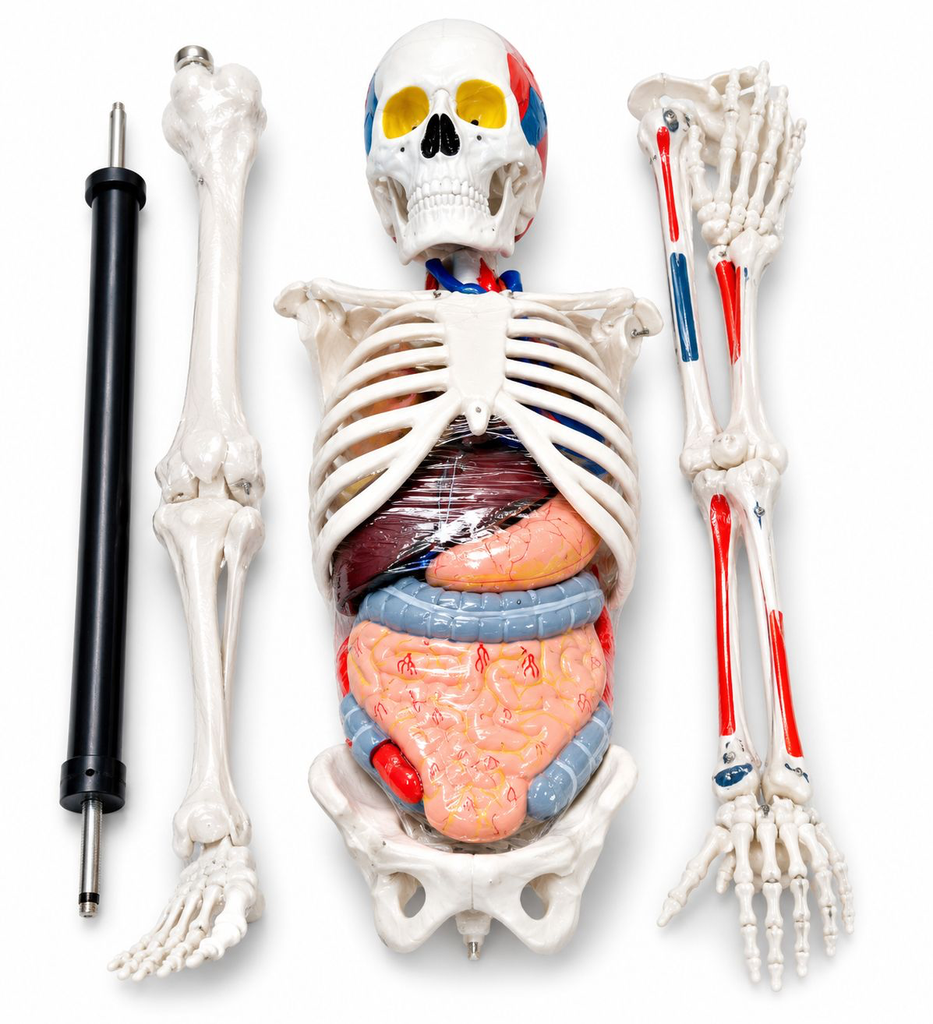 Human skeleton Model