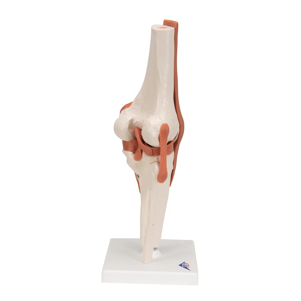 Joint Knee Model