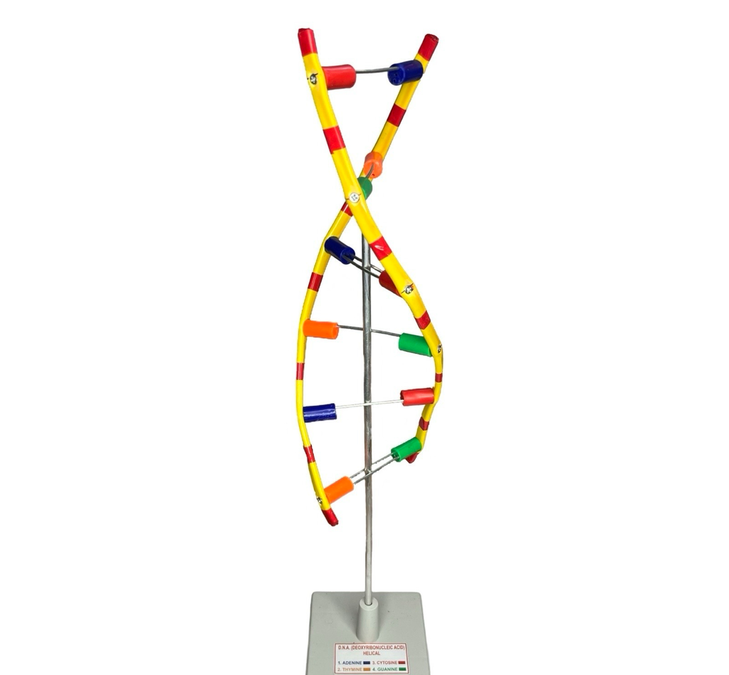 DNA Model