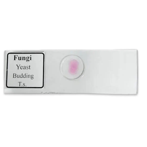 Fungi Yeast Budding Slide