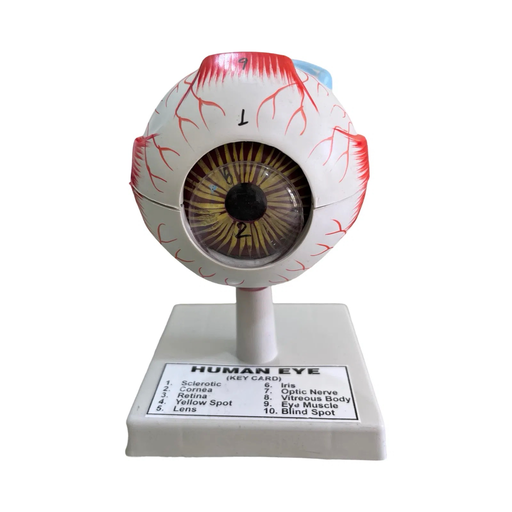 Human Eye