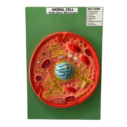 Animal Cell Model