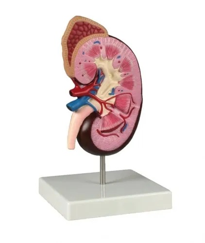 Human Kidney