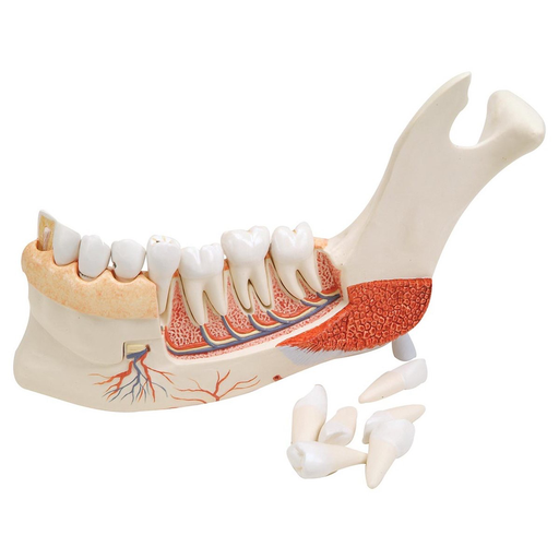 Teeth With Jaw