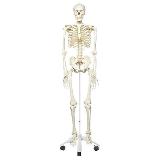 Human skeleton