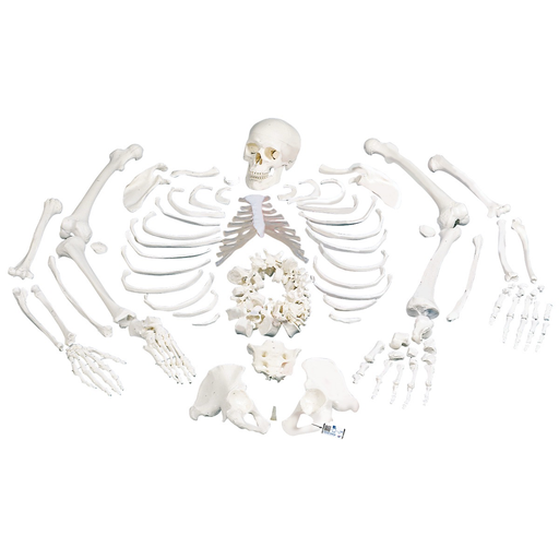 Skeleton Disarticulated