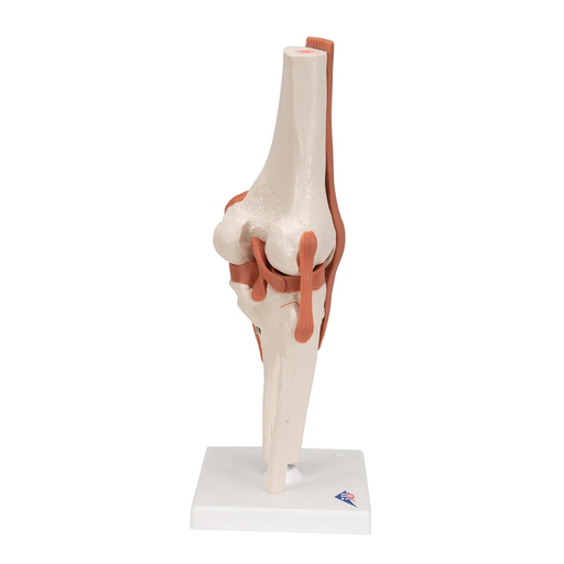 Joint Knee Model
