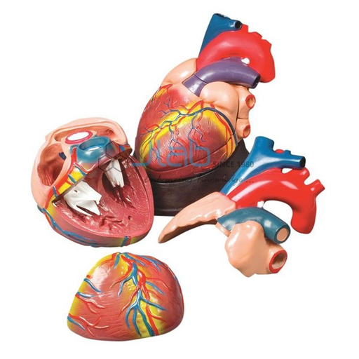 Jambo Heart Model
