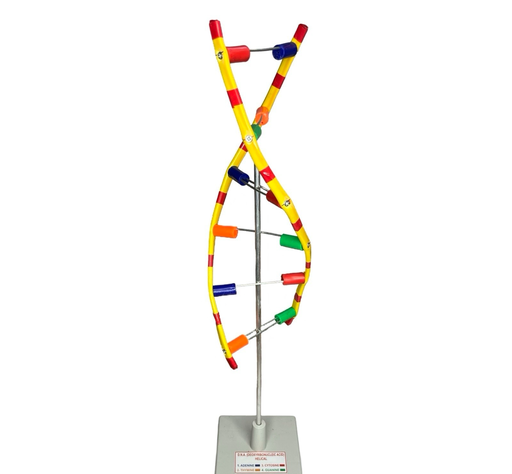 DNA Model